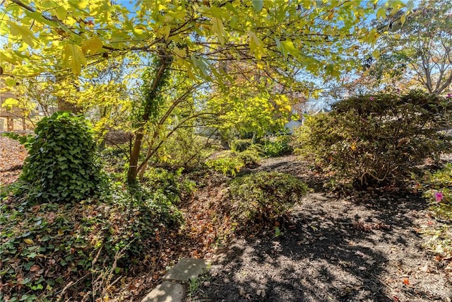 view of local wilderness