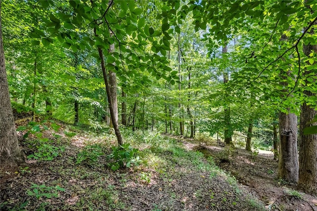 14029 Azalea Dr, Seneca, SC 29678 - view of local wilderness featuring a forest view