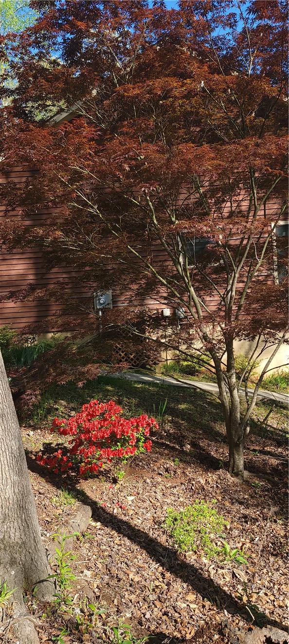 14029 Azalea Dr, Seneca, SC 29678 - view of yard