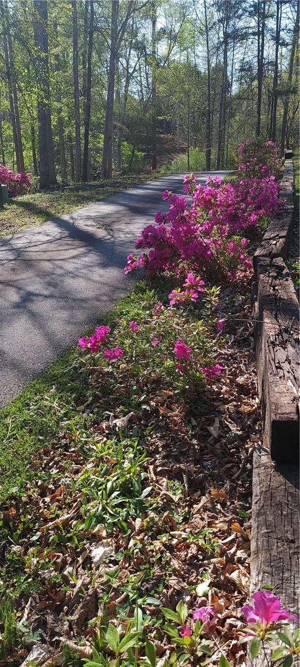 14029 Azalea Dr, Seneca, SC 29678 - view of road
