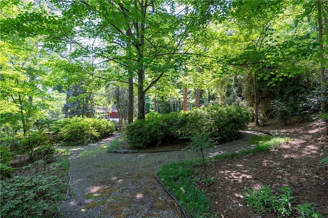view of yard with a wooded view