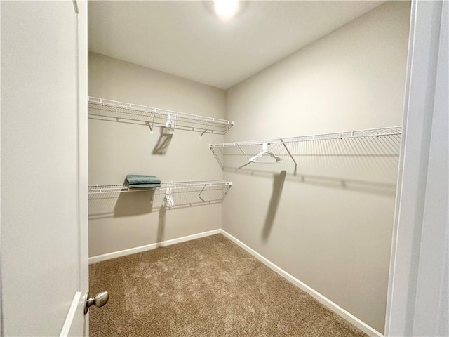 walk in closet with carpet flooring