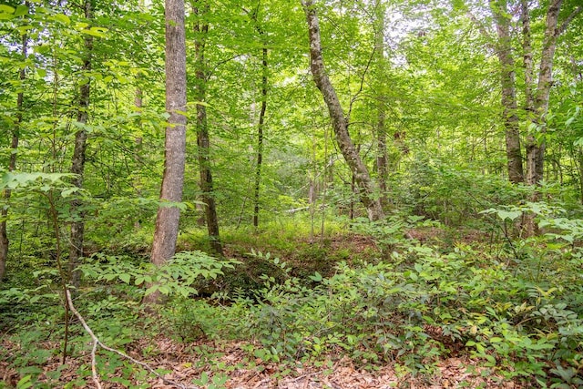 316 Brewer Rd, Walhalla, SC 29691 - view of tree filled area