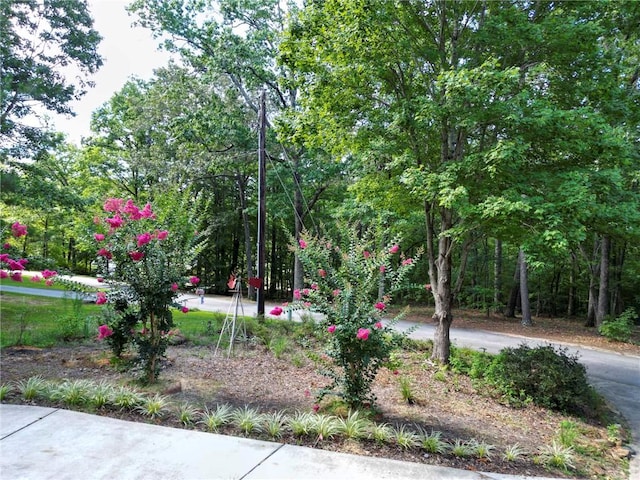101 Hazelwood Way, Walhalla, SC 29691 - photo 6