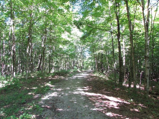 view of local wilderness