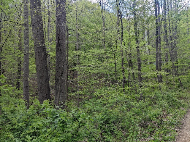 23411 State Route 327, Laurelville, OH 43135 - view of tree filled area