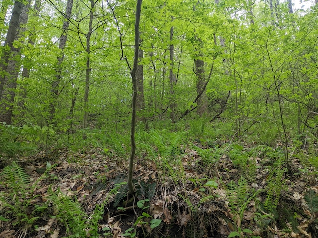 view of local wilderness