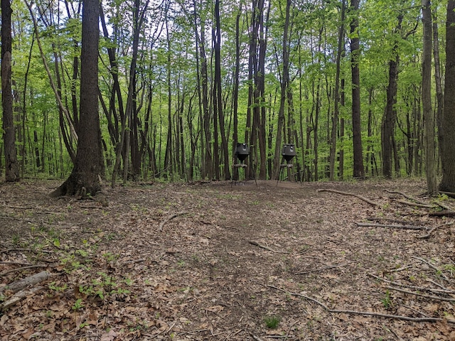 view of local wilderness