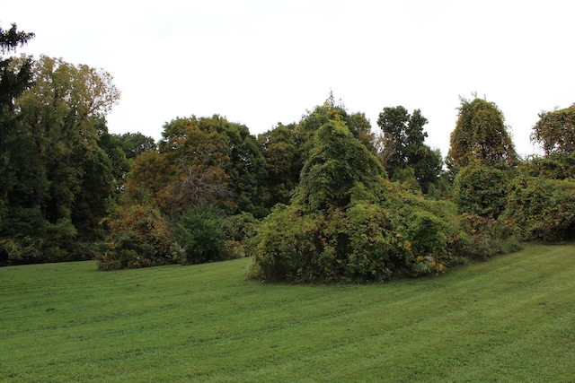 view of local wilderness