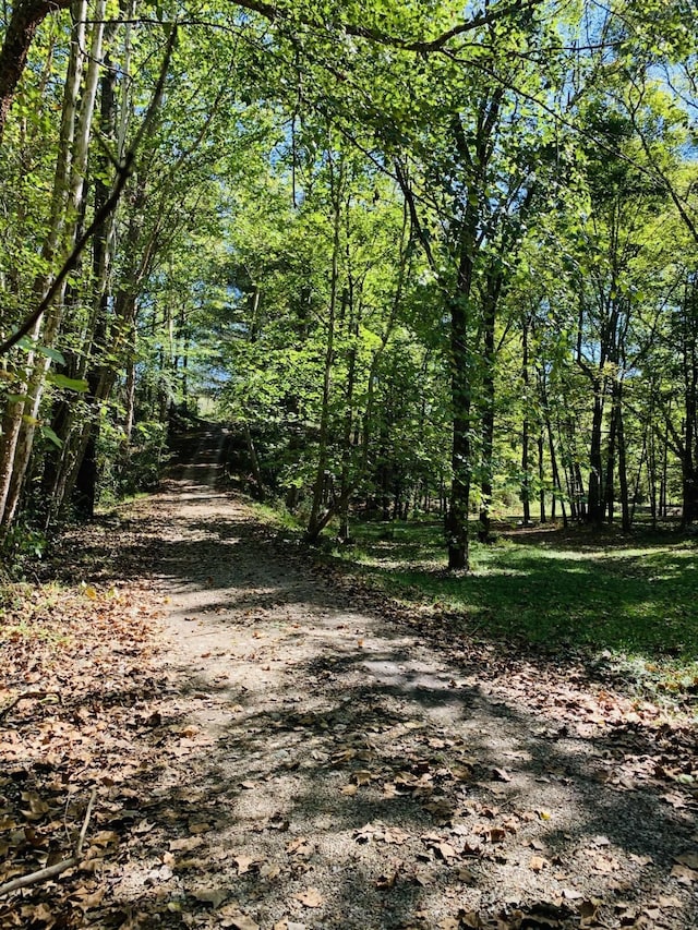 view of local wilderness