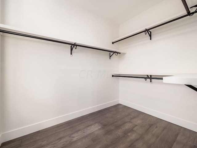 spacious closet featuring dark hardwood / wood-style floors