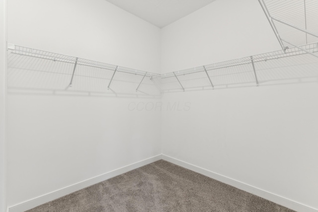 spacious closet with carpet