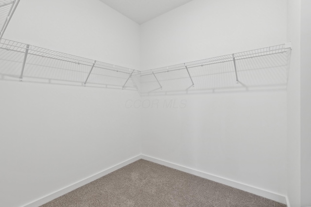 spacious closet featuring carpet floors