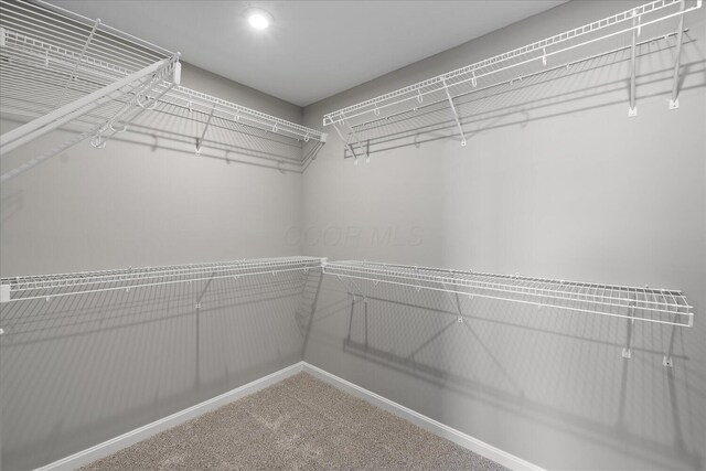 walk in closet with carpet flooring