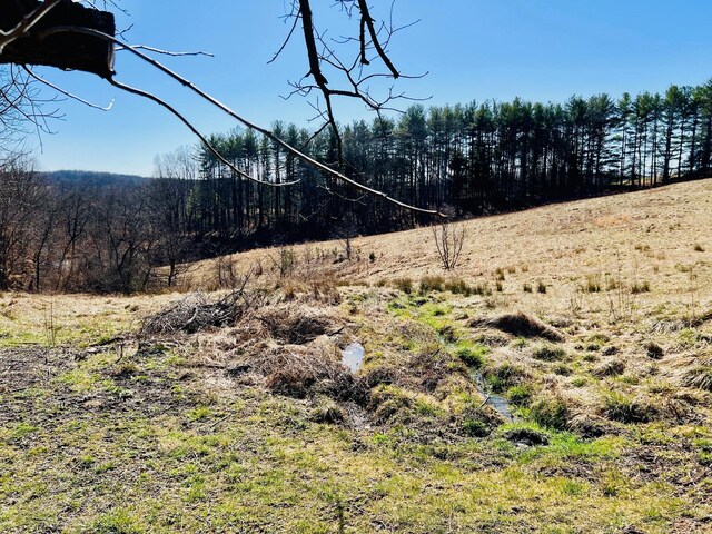 view of local wilderness