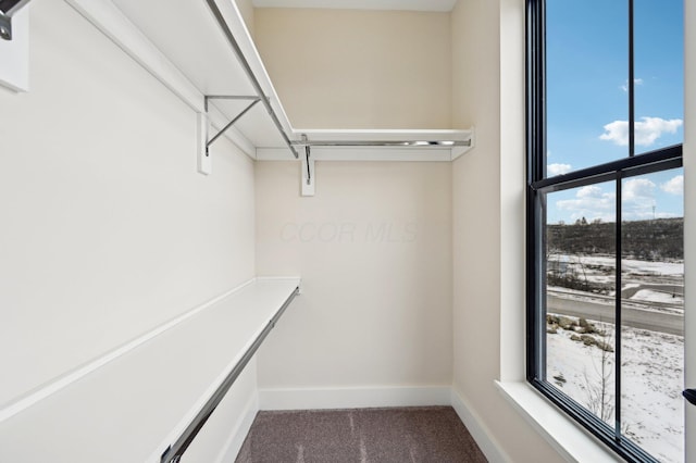 spacious closet featuring carpet flooring