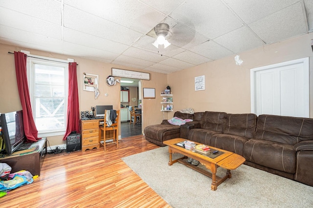 living room with a paneled ceiling, hardwood / wood-style flooring, and ceiling fan