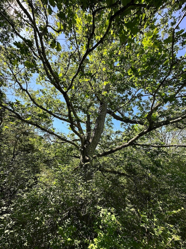 view of local wilderness