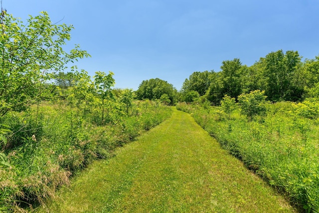 view of local wilderness