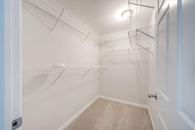 walk in closet with carpet flooring