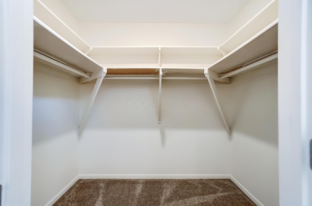 walk in closet featuring carpet flooring