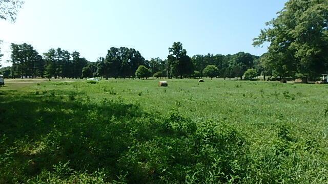 view of local wilderness with a rural view