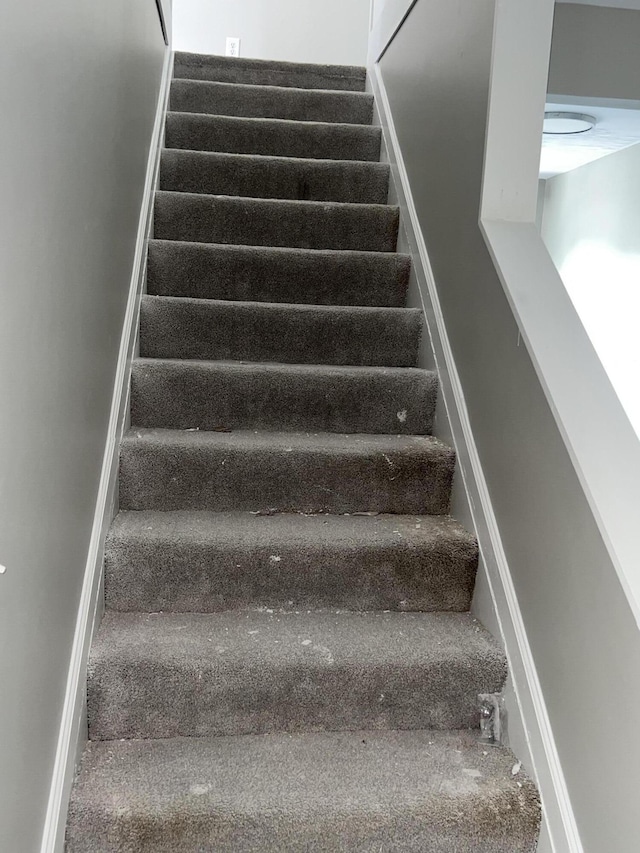 stairway featuring carpet floors