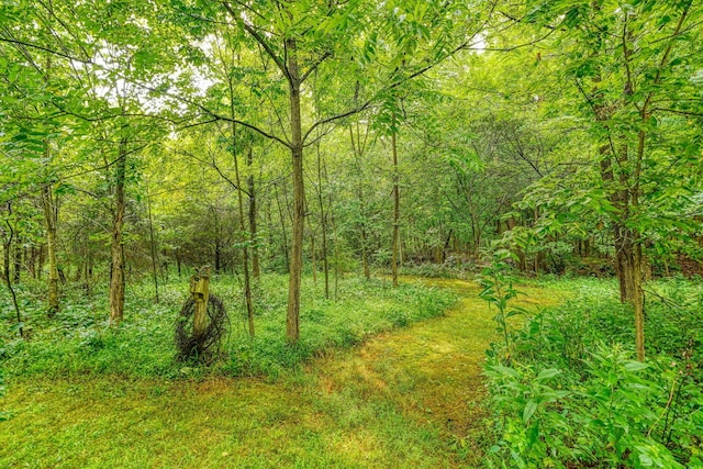 view of local wilderness