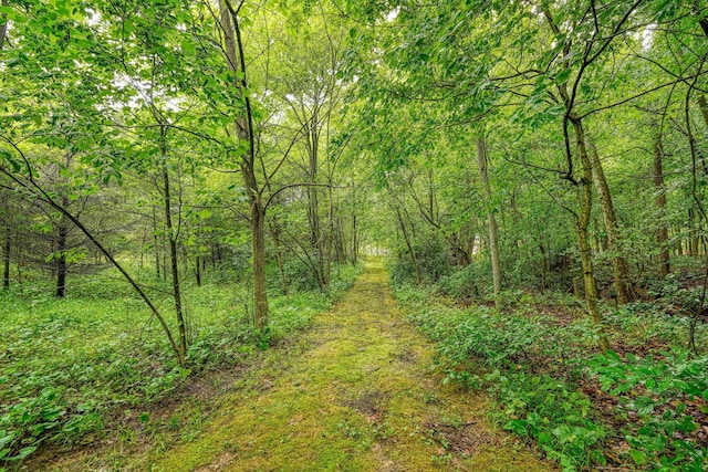 view of local wilderness