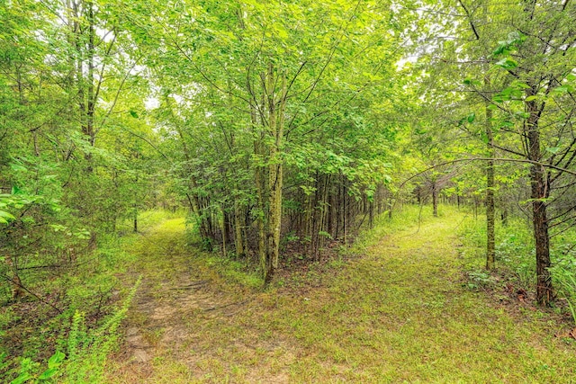 view of local wilderness