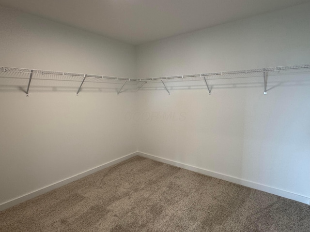 walk in closet featuring carpet flooring