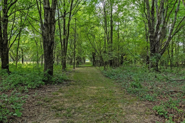 view of local wilderness