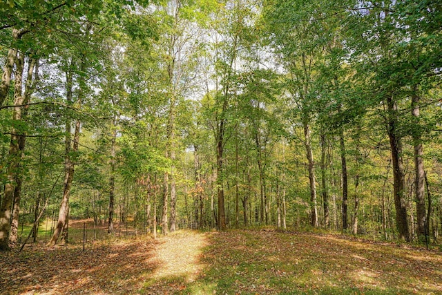 view of local wilderness