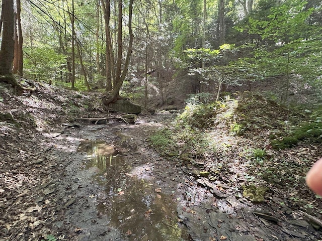 view of local wilderness featuring a view of trees