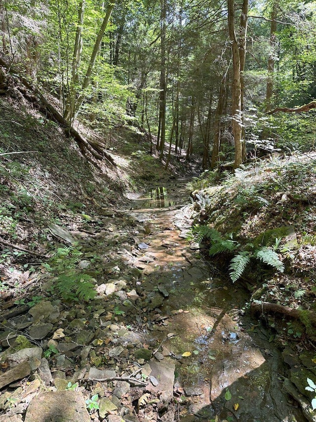 view of local wilderness featuring a view of trees