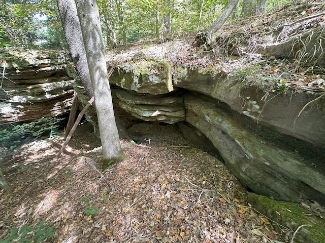 view of local wilderness