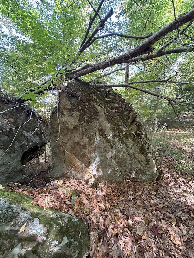 view of local wilderness