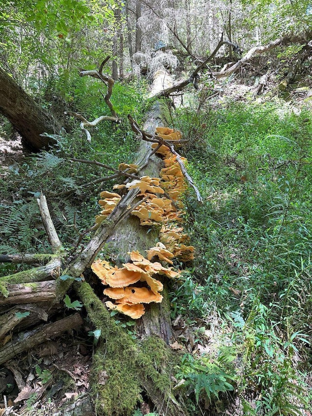 view of local wilderness