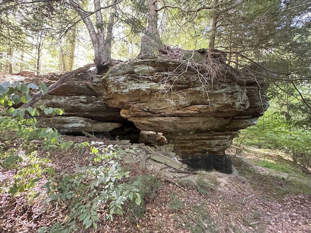 view of local wilderness