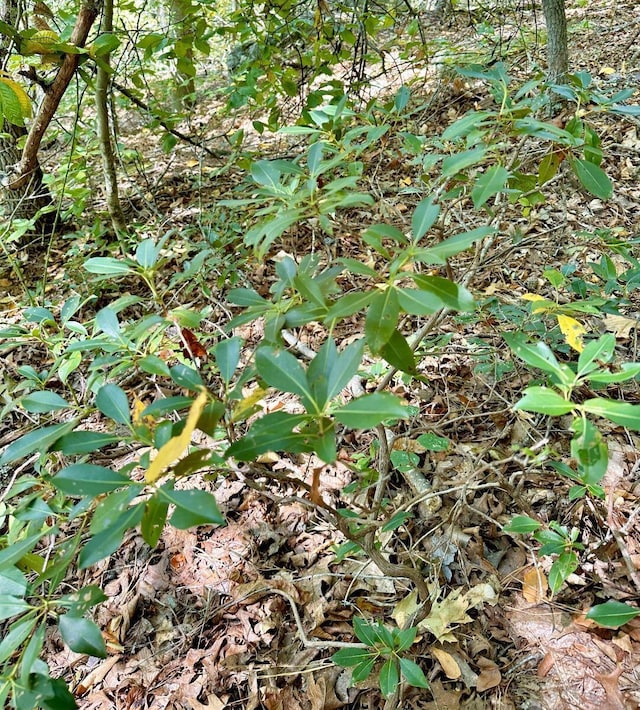 view of local wilderness