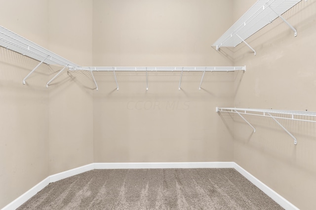 walk in closet with carpet floors