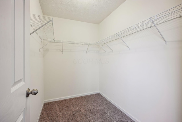 spacious closet featuring carpet floors