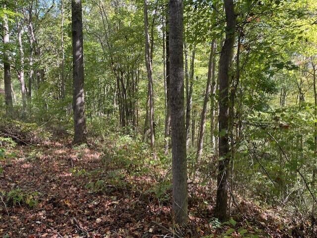 view of local wilderness