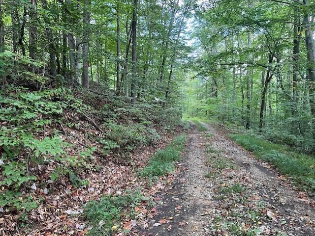 view of local wilderness