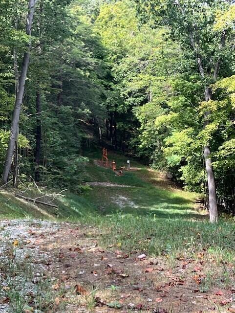 view of local wilderness