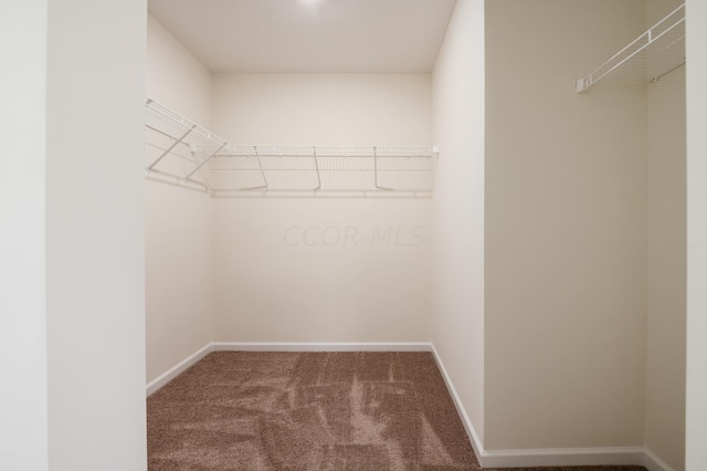 walk in closet featuring carpet floors