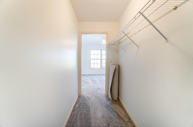 walk in closet featuring carpet flooring