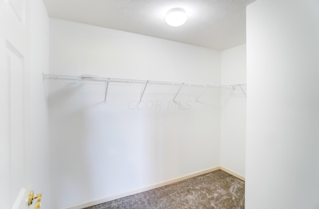 spacious closet featuring carpet flooring