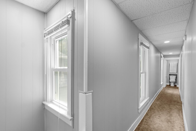 hallway with carpet flooring, a drop ceiling, and plenty of natural light