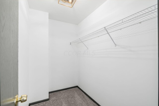 walk in closet with carpet